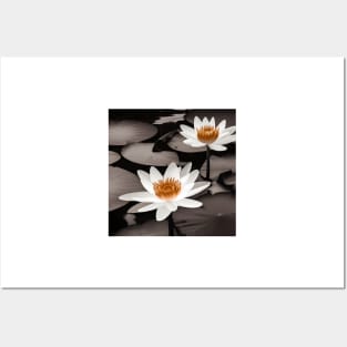 Waterlily Pond Photo Posters and Art